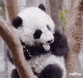 baby panda panda sleepy so sleepy good night