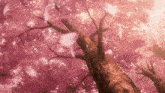 looking up at a tree with pink flowers