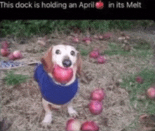 This Dock Is Holidng An April In His Melt GIF