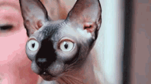 Naked Cat Eyes GIF - Naked Cat Cat Eyes Hairless Cat GIFs