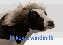a cow with a wig on its head and the words hi kayla windmilk