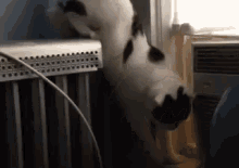 Cat Fail GIF - Cat Stuck Fail GIFs