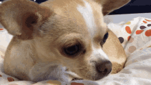 Chihuahua Cute GIF - Chihuahua Cute Dog GIFs