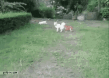 Dog Excited GIF - Dog Excited Chase GIFs