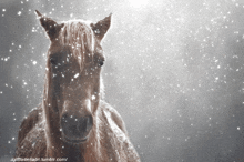 Tomascore Snow GIF
