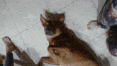a dog laying on its back on a tiled floor next to a person 's feet