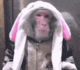 a monkey wearing a pink and white bunny hat is looking at the camera .