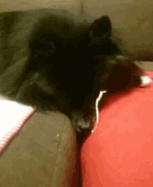 a black dog is laying on a red pillow on a couch