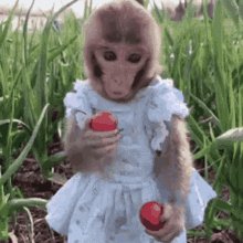 Sushichaeng Monkey Eating GIF - Sushichaeng Monkey Eating Monkey GIFs