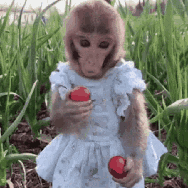 Baby Monkeys Hug Meme GIF