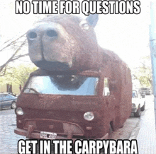 Capybara Cara GIF