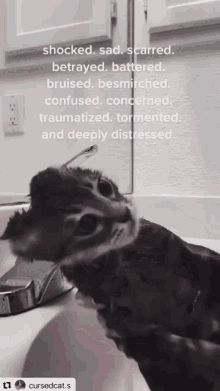a black and white photo of a cat with the words shocked sad scarred betrayed battered