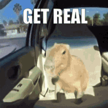Get Real Mmmyes GIF - Get Real Mmmyes Funny Dog GIFs