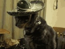 When The Bartender Says There'S No More Tequila GIF - Cat Sombrero Mexican GIFs