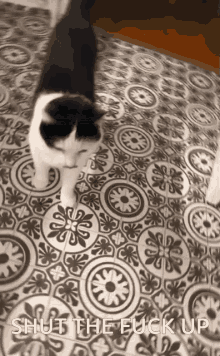Cat Meow GIF - Cat Meow Funny GIFs