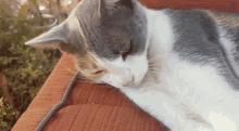 a gray and white cat is laying on its back on a red chair .
