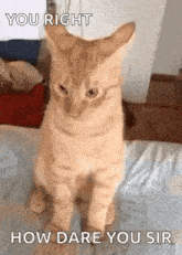 Cats Funny Animals GIF - Cats Funny Animals Offended GIFs
