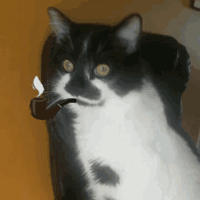 cat catsmoking