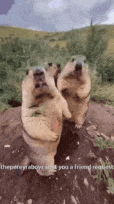 Bober GIF