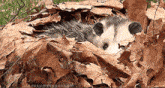 an opossum is laying in a pile of leaves with the words opossummypossum below it