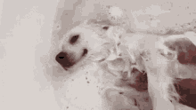 Massage Dog GIF - Massage Dog Bath GIFs