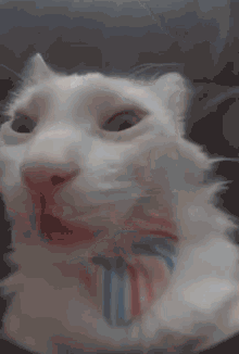 Cat Crazy GIF - Cat Crazy Close GIFs
