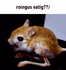 Roingus Eating GIF - Roingus Eating Meme GIFs
