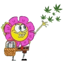 spongebob is wearing a flower costume and holding a marijuana leaf .