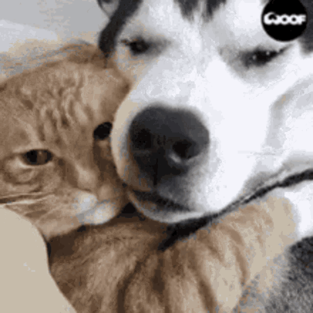 Dog Cat GIF - Dog Cat - Discover & Share GIFs