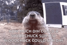 Groundhog Animal GIF