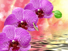 цветы орхидеи GIF - цветы орхидеи бабочка GIFs
