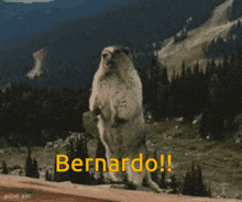 Bernardo Marmot GIF - Bernardo Marmot Yelling GIFs