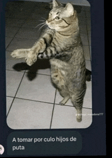 a picture of a cat standing on its hind legs with a caption that says a tomar por culo hijos de puta