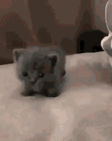Kitten Small GIF - Kitten Small Smol GIFs