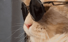 the cat is wearing sunglasses and looking at the camera .