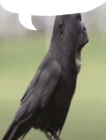 a black bird with a white speech bubble above its head
