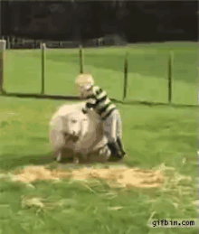Kid Sheep GIF - Kid Sheep Riding GIFs