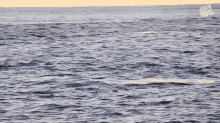 Jumping Whale Splash GIF