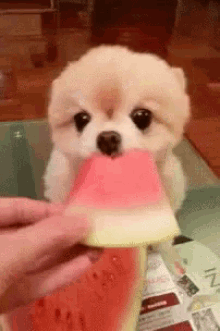 Watermelon Dog GIF - Watermelon Dog Eat - Discover & Share GIFs