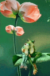 a couple of frogs are sitting on a leaf under a flower