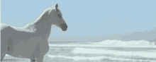 horse horses equine beach day