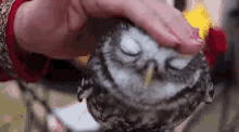 глажу сову животные животное GIF - Owl Bird Pet GIFs