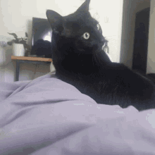Hi Black GIF - Hi Black Cat GIFs