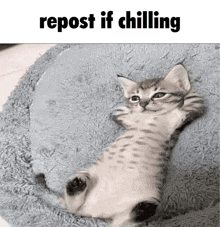 a kitten is laying on its back on a blanket with the words repost if chilling above it