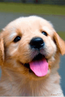 Dog Tounge GIF - Dog Tounge Puppy GIFs