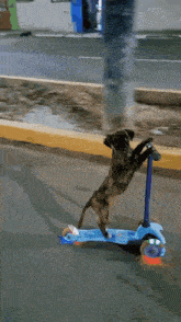 a dog riding a scooter on its hind legs