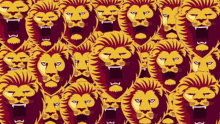 brisbanelions golions king of lions