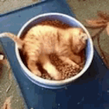 Nom Food GIF - Nom Food Kitten GIFs