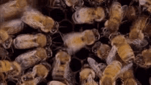 Swarm Insect GIF