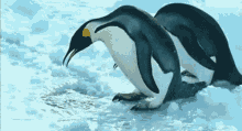 Penguins Funny Animals GIF
